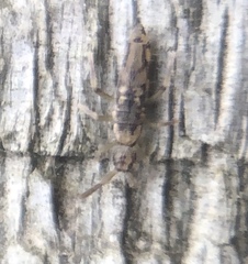 Entomobrya katzi