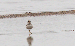 Charadrius dubius