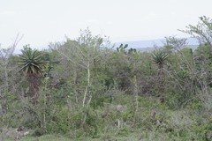 Afrocanthium mundianum