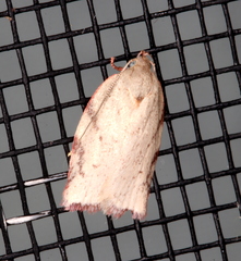 Euchaetis inceptella