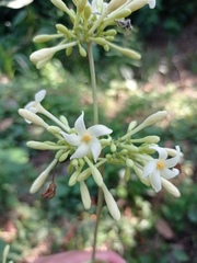 Vasconcellea cauliflora