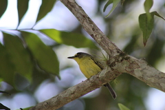 Todirostrum poliocephalum