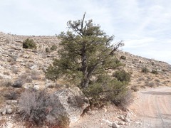 Pinus monophylla
