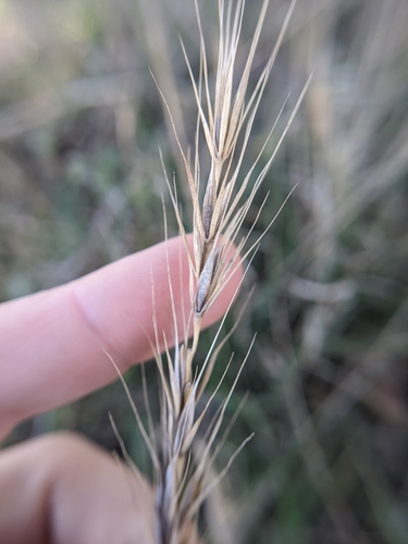 Image of Elymus macgregorii by (c) Cleveland Powell, some rights reserved (CC BY)
