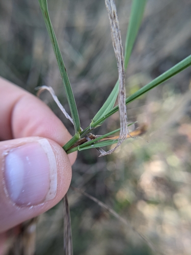 Image of Elymus macgregorii by (c) Cleveland Powell, some rights reserved (CC BY)