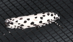 Ethmia clytodoxa