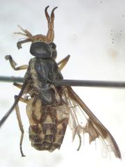 Chrysops scalaratus