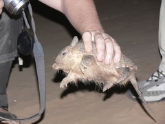 Chaetophractus vellerosus