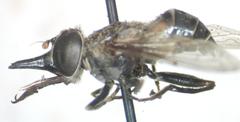 Lycastrirhyncha