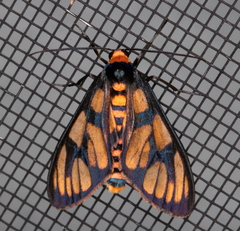 Amata humeralis