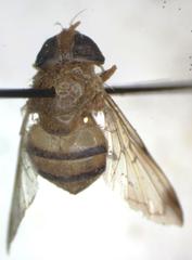 Copestylum tympanitis