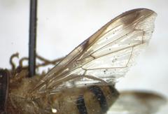 Copestylum tympanitis