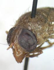 Copestylum tympanitis