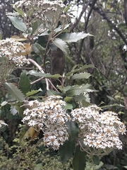 Olearia × macrodonta