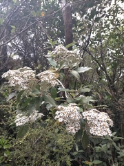Olearia × macrodonta