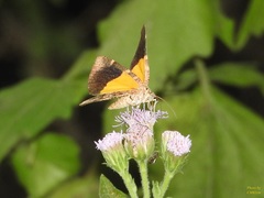 Heterusia