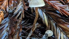 Pseudobaeospora stevensii