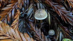 Pseudobaeospora stevensii