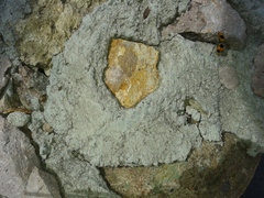 Dasymutilla cressoni