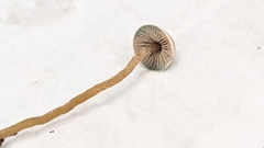 Pseudobaeospora stevensii
