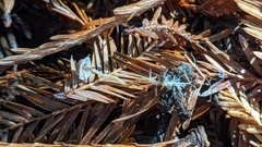 Pseudobaeospora stevensii