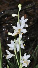 Anthericum baeticum