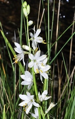Anthericum baeticum