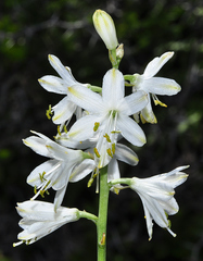 Anthericum baeticum
