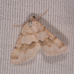 Macaria pallipennata