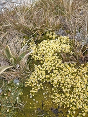 Hectorella caespitosa