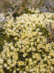 Hectorella caespitosa