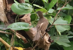 Chlorocichla simplex