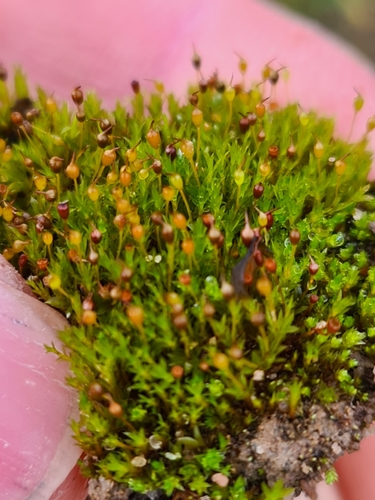 Trumpoji minkštūnė nuotrauka