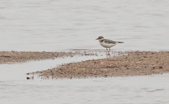 Charadrius dubius