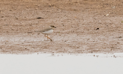 Charadrius dubius