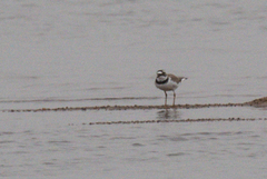 Charadrius dubius