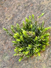 Cinclidotus fontinaloides