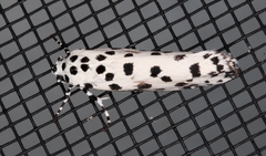 Ethmia clytodoxa