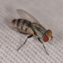Miltogramminae