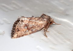 Elusa