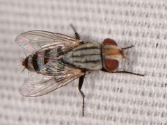 Miltogramminae