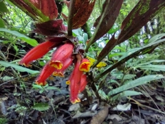 Columnea dimidiata