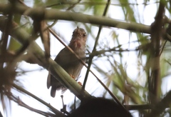 Camaroptera chloronota