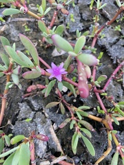 Sesuvium portulacastrum image