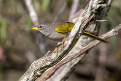 Embernagra longicauda