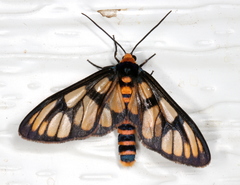 Amata humeralis