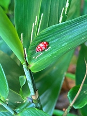 Omophoita sexnotata