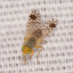 Euarestoides acutangulus