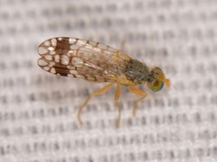 Euarestoides acutangulus