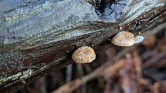 Deconica horizontalis